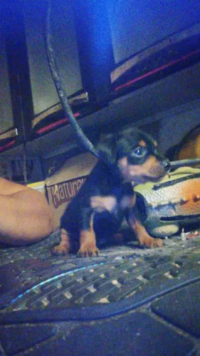 Cachorro pinscher pra vende dois machos
