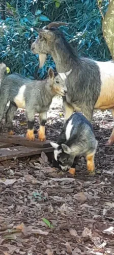 Pet mais fofo mini cabras e pig mini