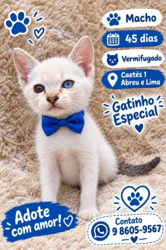 Adoção de Gatinho Siamês 