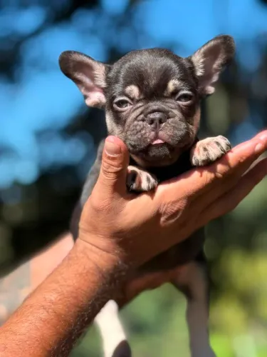 Bulldog Francês Macho/Fêmea - Entrega Hoje