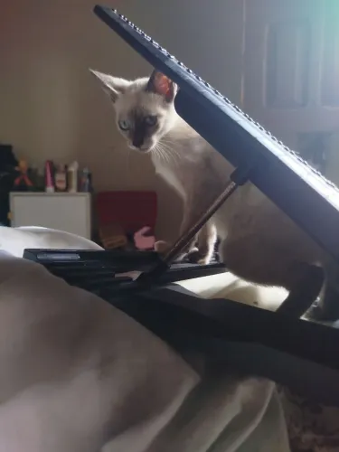 GATINHA PARA DOAÇÃO RESPONSÁVEL