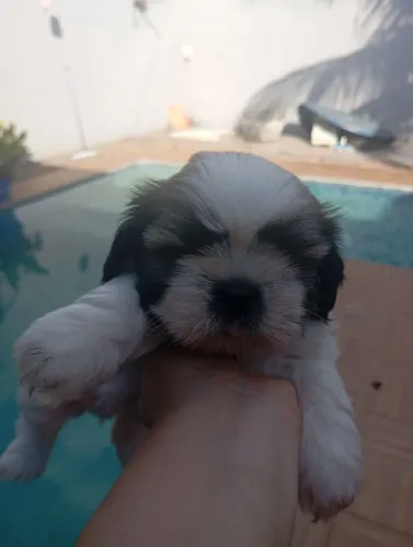 vendo filhote Shitzu mini 100%