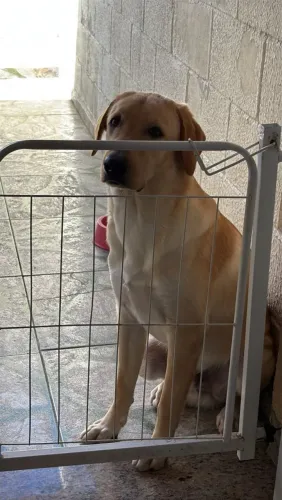 Doação de labrador