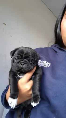 Filhotes Pug
