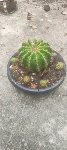 Cacto