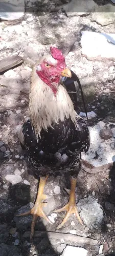 Galo