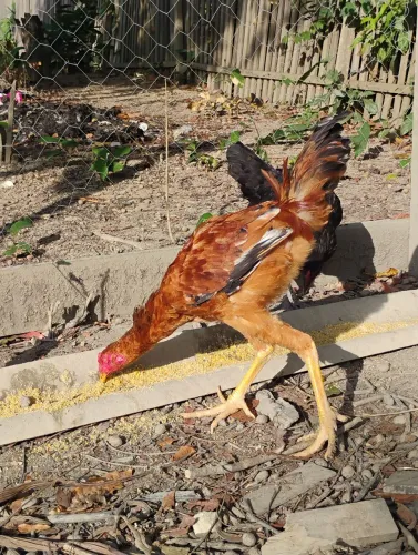 Vendo frango caipira