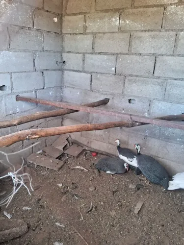 Vende 5 galinha dan-gola 5 fêmeas e um macho