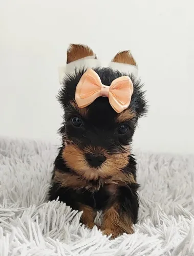 Yorkshire Terrier | Filhote com olhar expressivo