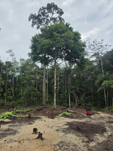 Continuo precisando de um trabalhador para morar em um sítio 