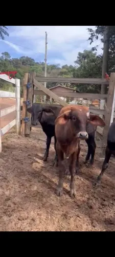 vendo bezerros macho !