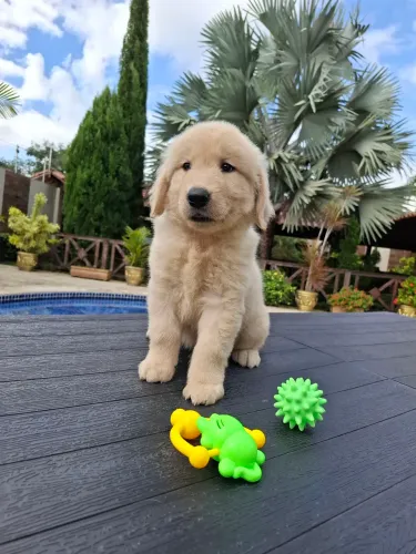 GOLDEN RETRIEVER ENTREGA IMEDIATA
