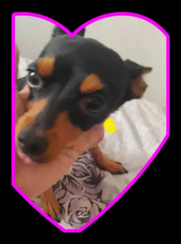 Ô cachorrinho pinscher