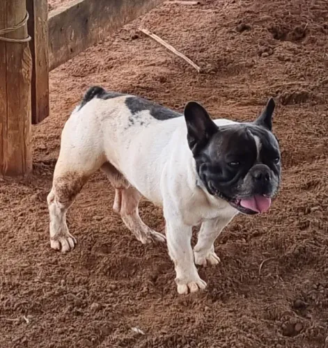 Bulldog Francês para Monta (cruzamento) - Uberlândia/MG