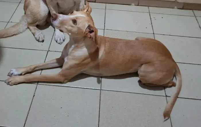 Doação cachorra
