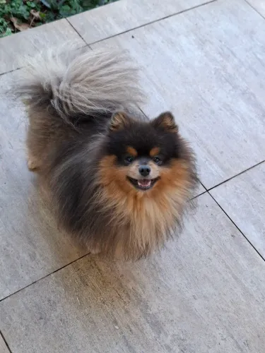 Spitz alemão