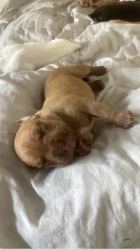 Cachorro pit monster pra venda 550