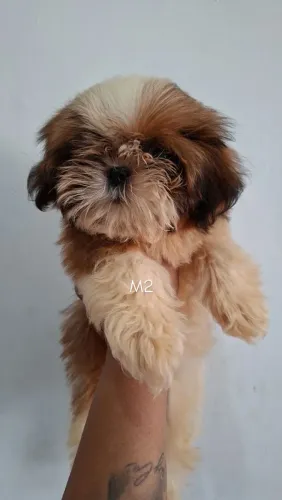 Shihtzu MACHO