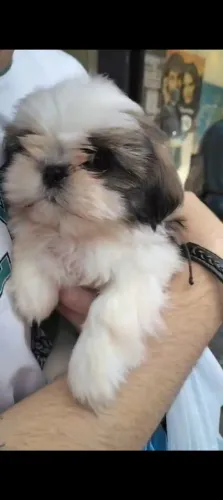 Shih Tzu fêmea