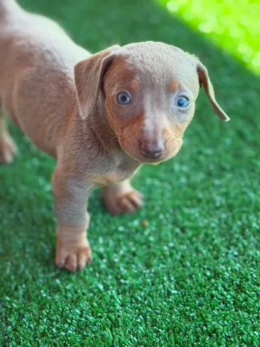 Fêmea daschund na cor Isabela - Uma perfeição de filhote