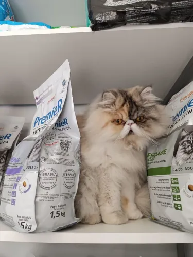 Gatinha Persa filhote de alto padrão