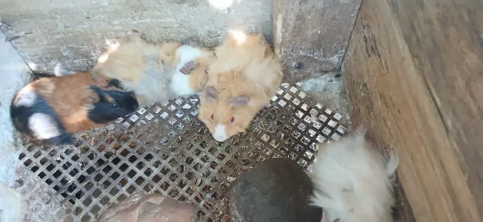 PORQUINHO DA ÍNDIA PERUANO