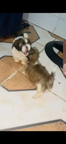 Cachorro