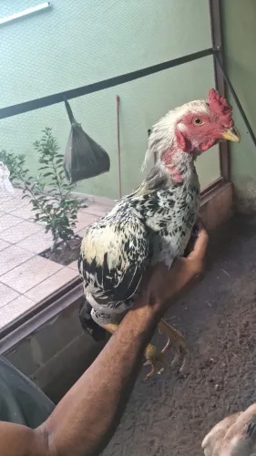 Frango Shamo Tari Tori 