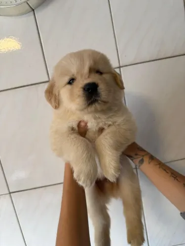 Golden Retriever