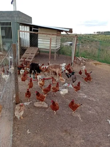 vende-se  galinha de poedeira já botando ovo