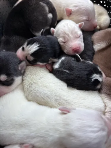 Husky siberiano - procedência e genética 