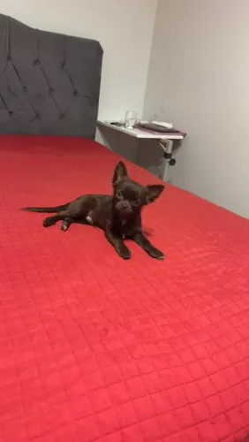 Chihuahua Pelo Longo Chocodark