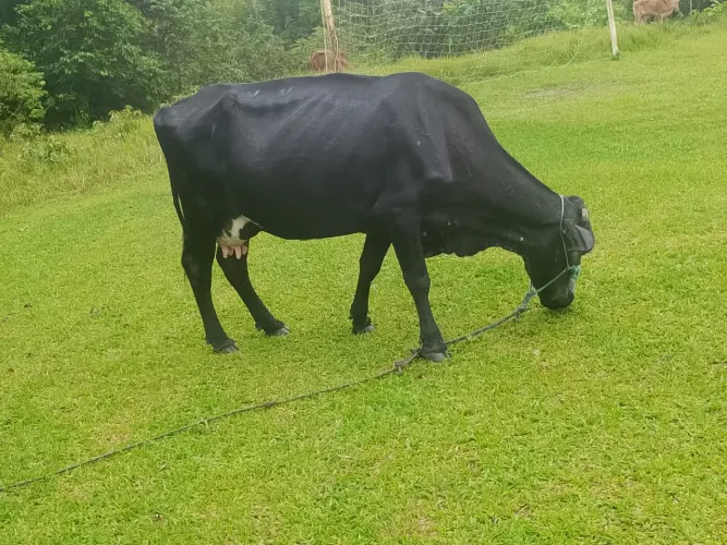 Vaca e bezerro