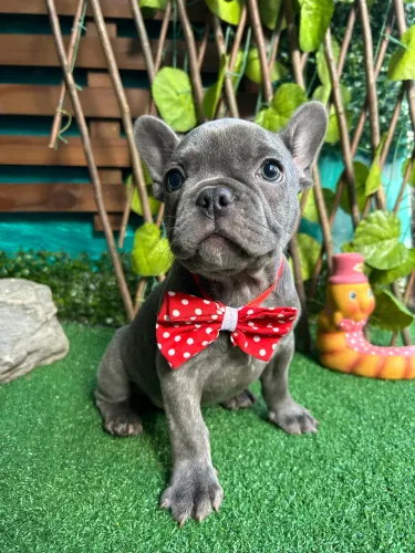 Machos Bulldog Francês (Pocket) 