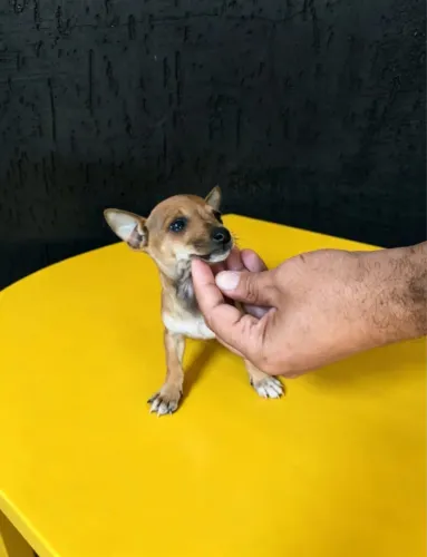 Pinscher