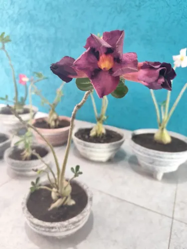Rosas do Deserto + Vaso de Cimento Decorativo - Promoção