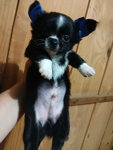 chihuahua machinho