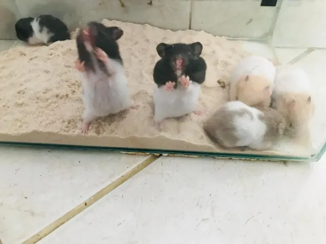 Hamster-sírio lindos filhotes !!!