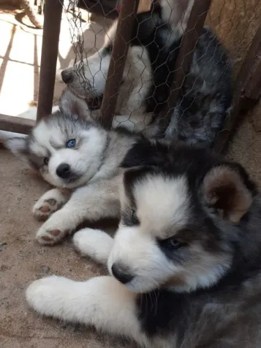 O Husky observou a paisagem durante a caminhada.