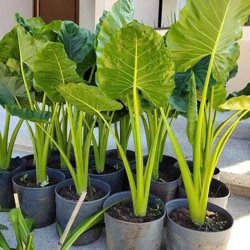 Planta orelha de elefante