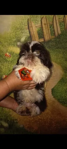 Shih Tzu em 10x sem juros no cartão