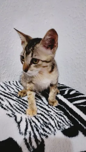 Gata pra doação responsável 