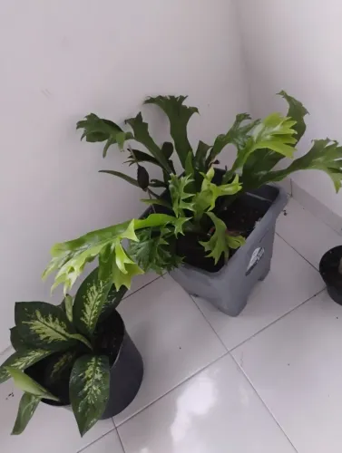 Plantas naturais