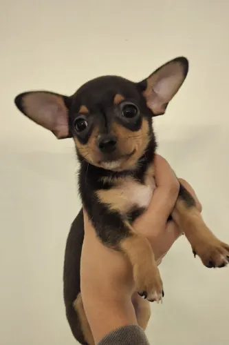 Pitoco: Filhote Pinscher X Chihuahua 
