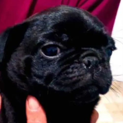 PUG filhote macho