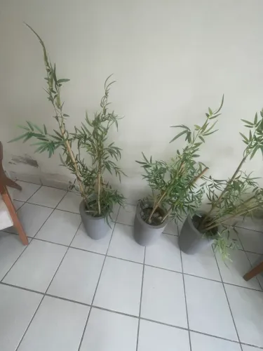 Kit vasos e folhas de bambu