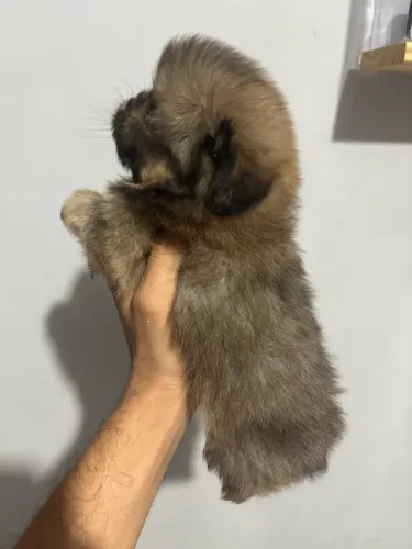 Filhote de shih tzu a partir de R$600