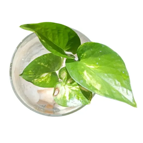 Jiboia no Vidro com Quartzo Branco - Decoração Viva