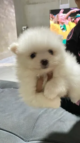 Lulu da Pomerânia 
