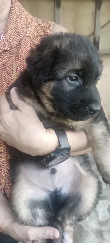 Filhote macho de pastor alemão